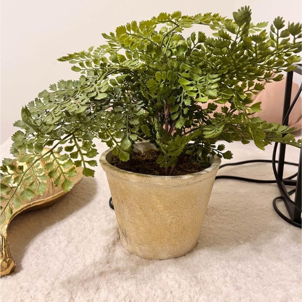 italian faux fern